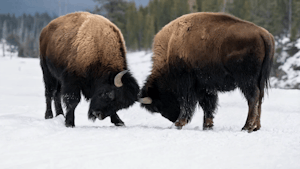 Bison © Christopher Conner