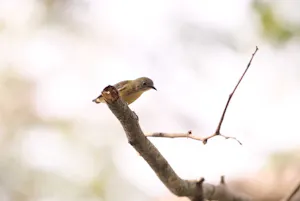 Flowerpecker© Judy & Jim McTigue
