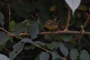 Yellow-throated Fulvetta© Judy & Jim McTigue