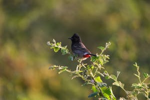 Re-vented Bulbul© Judy & Jim McTigue