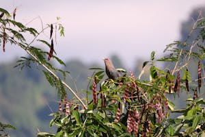 Green-billed Malkoha© Judy & Jim McTigue