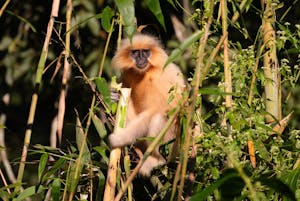 Gee's Golden Langur© Judy & Jim McTigue