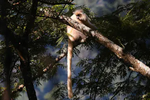 Gee's Golden Langur© Judy & Jim McTigue