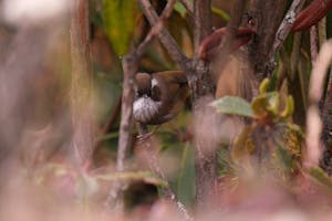 White-browed Fulvetta© Judy & Jim McTigue