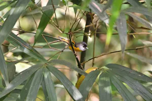 Golden-breasted Fulvetta© Judy & Jim McTigue