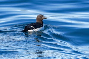 Guillemot© Anita DuPratt