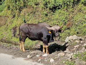 Mithun© Judy & Jim McTigue