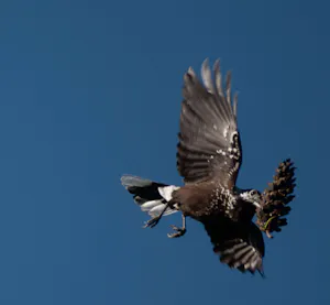 Unknown© Lynn Salmon