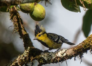 Yellow-cheeked Tit© Lynn Salmon