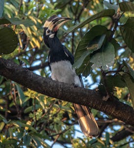 Oriental Pied Hornbill© Lynn Salmon