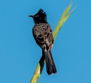 Re-vented Bulbul© Lynn Salmon