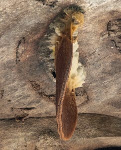 Honeycomb© Lynn Salmon