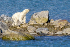 Polar Bear© Stefan Froehlich