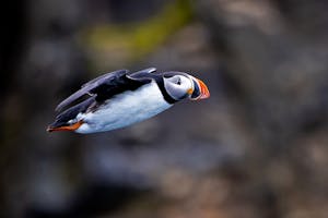 Puffin© Stefan Froehlich