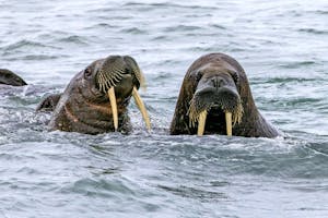 Walruses© Stefan Froehlich
