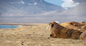Walrus© Anita DuPratt
