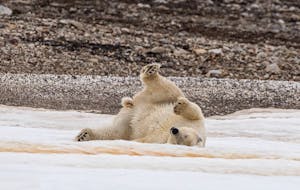 Polar Bear© Anita DuPratt