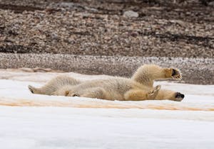 Polar Bear© Anita DuPratt