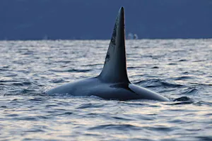 Orca© Stephen Gorfien