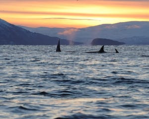 Orcas© Stephen Gorfien