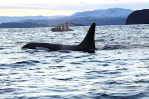 Orca and Zodiac© Stephen Gorfien
