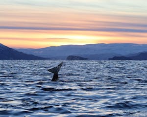 Orca© Stephen Gorfien