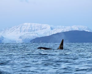 Orca© Stephen Gorfien