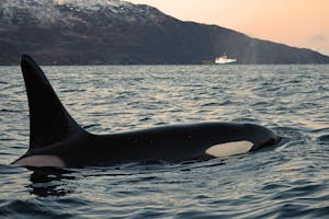 Orca© Stephen Gorfien