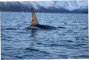 Orca© Stephen Gorfien