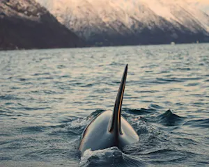 Orca© Stephen Gorfien