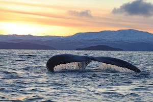Humpback Whale© Stephen Gorfien