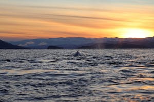 Humpback Whale© Stephen Gorfien