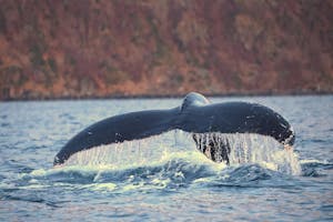Humpback Whale© Stephen Gorfien