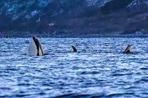 Orcas© Stefan Froehlich