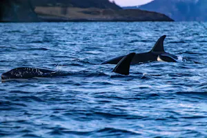 Orcas© Stefan Froehlich