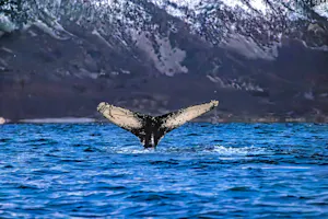 Humpback Whale© Stefan Froehlich