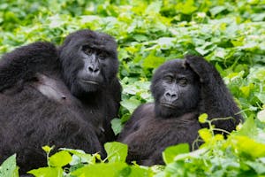 Mountain Gorillas © Brian Shepard