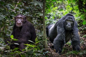 Uganda Primates© Scott Davis
