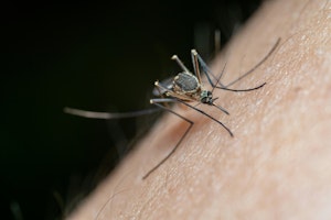 Remember to Pack Eco-friendly Insect Repellent