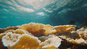 Soft Coral © Cheesemans’ Ecology Safaris