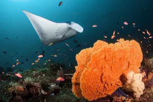Manta Ray with Coral