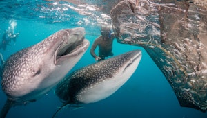 Wahle Sharks with Traveler