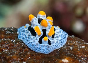 Nudibranch © Cheesemans’ Ecology Safaris