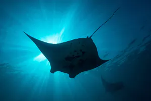 Manta Rays © Cheesemans’ Ecology Safaris