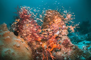 Coral Reef with Tropical Fish
