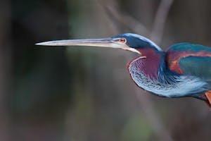 Agami Heron