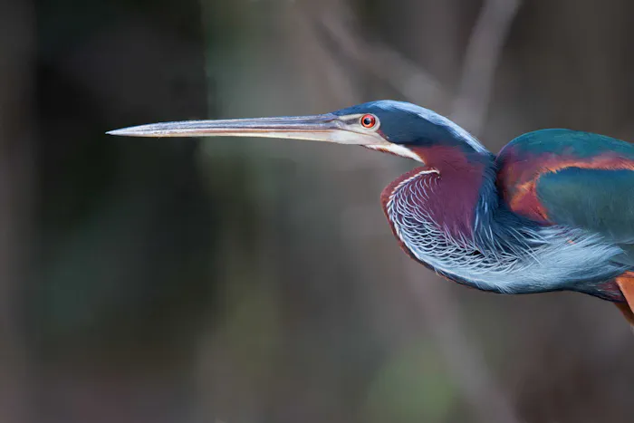 Agami Heron