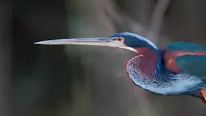 Agami Heron