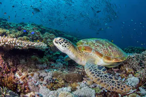 Green Sea Turtle © Cheesemans’ Ecology Safaris