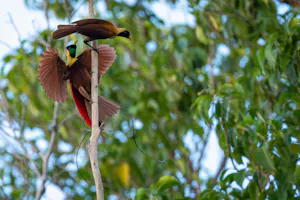Red Birds of Paradise © Cheesemans’ Ecology Safaris